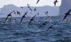 Thousands of dead seabirds are washing up on Australia's beaches. Researchers want to know why