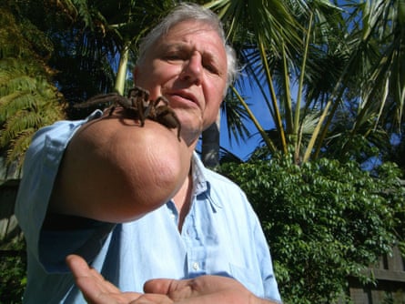 Attenborough with a bird-eating spider in 2005 during an episode of Life In the Undergrowth.