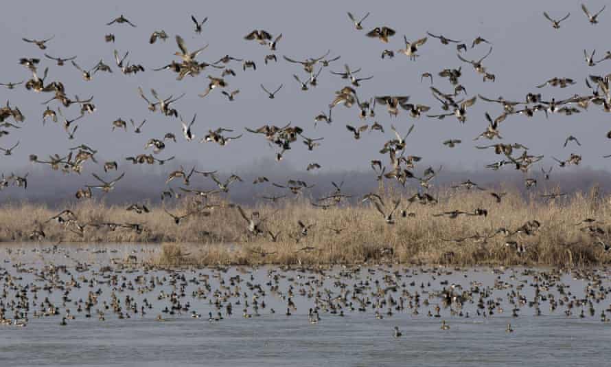 Migratory birds fly above wetlands in Hokersar, India.