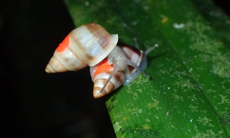 Polynesian snails release is biggest ever of 'extinct in the wild