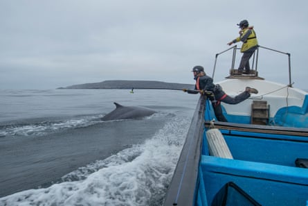 Two people stand at the end of a moving boat. A whale swims alongside. One points at the whale while another leans over the side of the boat with a long stick