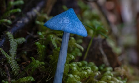 The entoloma hochstetteri, or werewere-kōkako fungus, features on the New Zealand $50 note.
