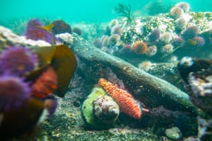 Um molusco Pink Lady (Charonia lampas pustulata) pousado sobre seus ovos está entre os ouriços-do-cabo em uma área marinha protegida no Oceano Índico ao longo da costa de False Bay na Cidade do Cabo, África do Sul