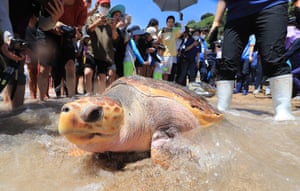 Seogwipo, South Korea. A turtle crawls into the sea as employees of the oceans and fisheries ministry release six sea turtles, a species in danger of global extinction, on Saekdal beach in Seogwipo, Jeju island