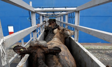 Vee wordt geladen op een schip dat vee vervoert van Brazilië naar het Midden-Oosten.