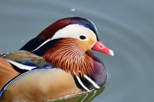 Um pato mandarim (Aix galericulata) no Tamisa. Estranhamente para um pato, ele nidifica em árvores, às vezes bem acima da água