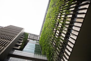 View upward toward green hanging vines over balconies