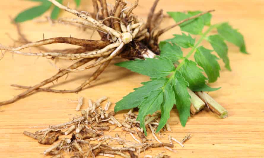 Valerian leaf and roots.