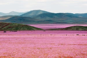 Flowers bloom in the Atacama desert