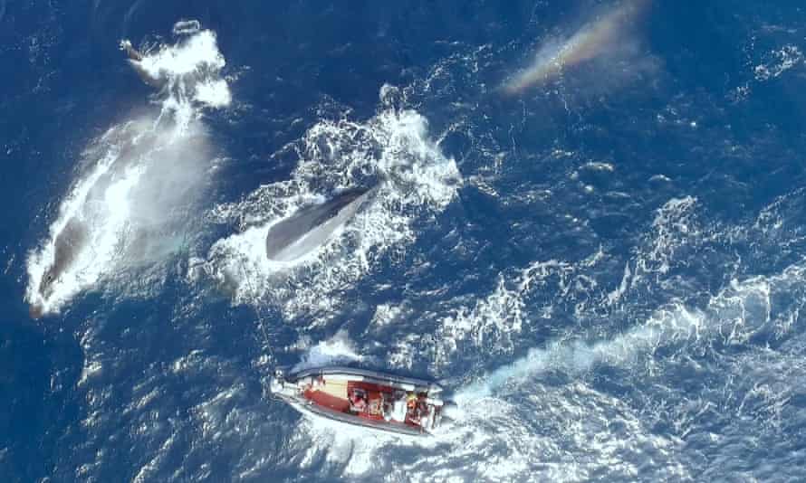 Researchers attempt to tag a whale as part of their efforts to identify the 52Hz whale.