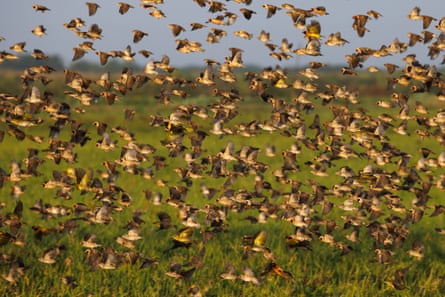 A flock of red-billed quelea fly over a rice field in Kisumu.