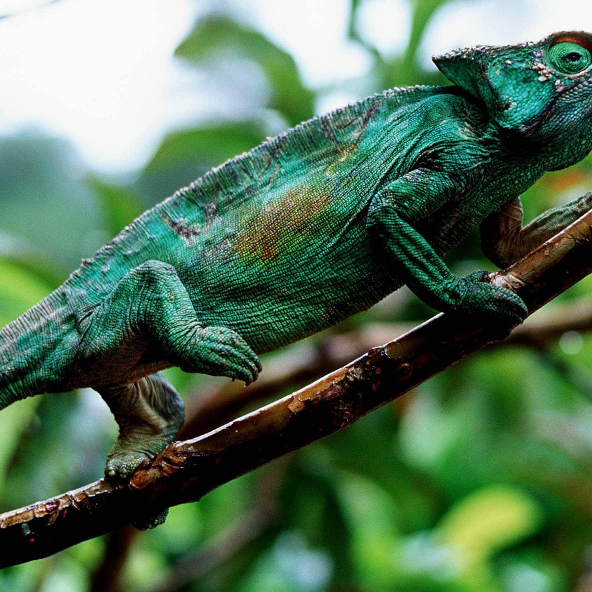 Crossword Blog A Cluedoku Q A With Chameleon Crosswords The Guardian Crossword Blog A Cluedoku Q A With Chameleon Crosswords The Guardian