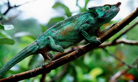 A horned chameleon in Madagascar.