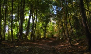 Path through the woods, up to Chanctonbury Hill, West Sussex