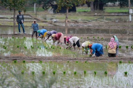 Labourers plant paddy saplings in a field in Medak district, some 60 km from Hyderabad on 7 January, 2021.