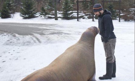 Demers standing next to the walrus on a snowy day.