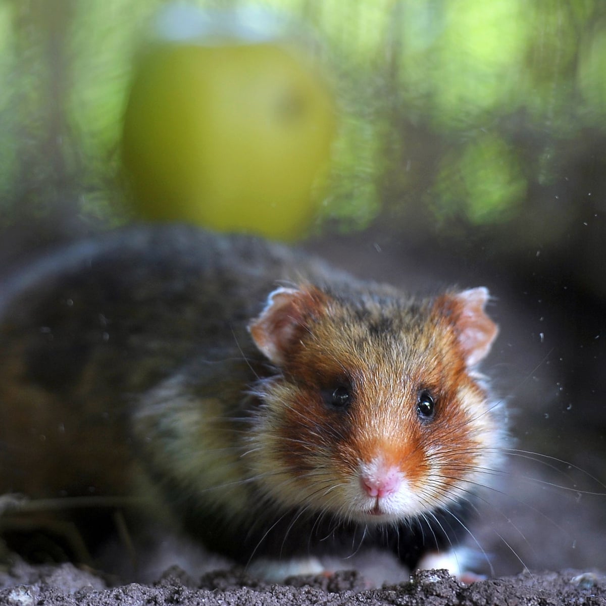 France'S Wild Hamsters Being Turned Into 'Crazed Cannibals' By Diet Of Corn  | Animals | The Guardian