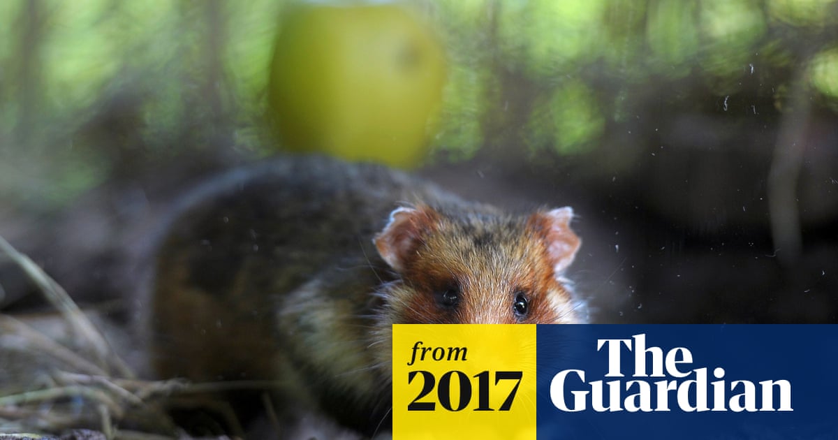 France's wild hamsters being turned into 'crazed cannibals' by diet of corn