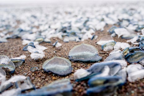 Hordes of tiny ocean creatures called Velella velella litter the beach