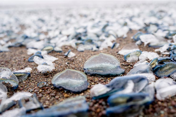 Blue, mysterious and arriving by the millions: the alien-like creatures blanketing US beaches