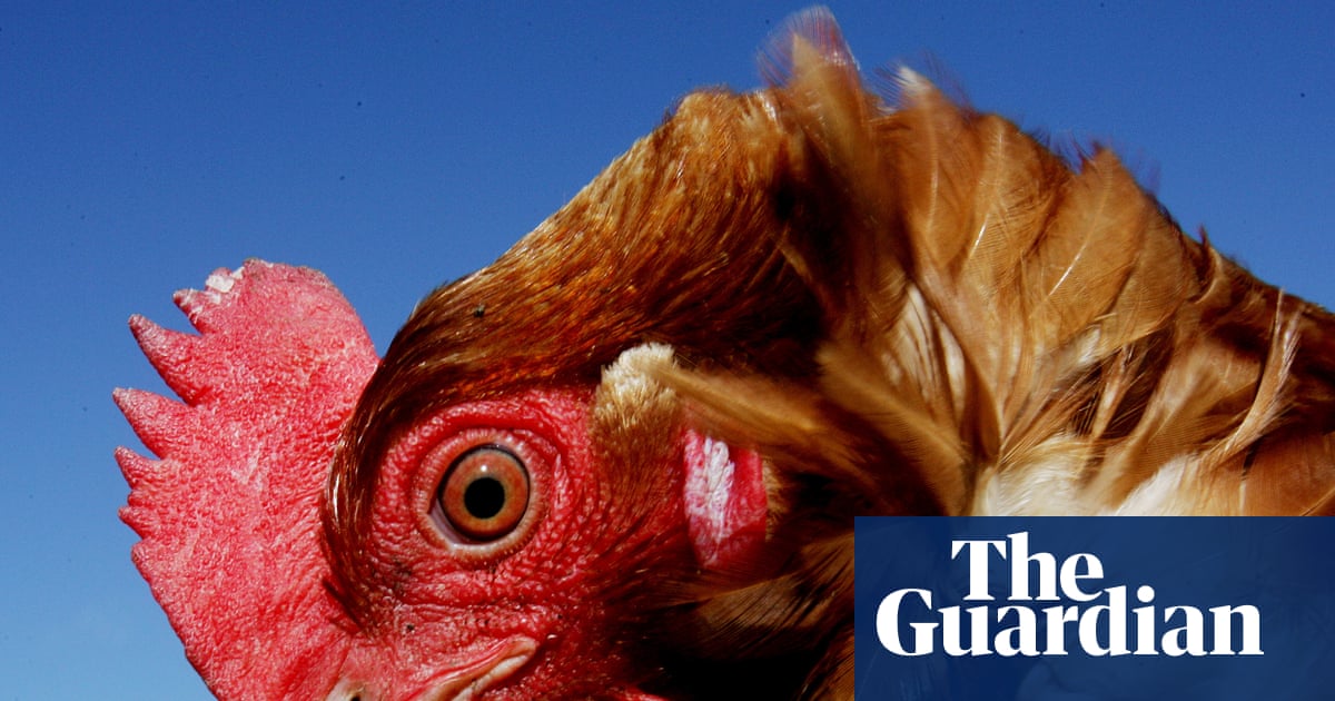 Why Labour's Animal Welfare Strategy Falls Short
