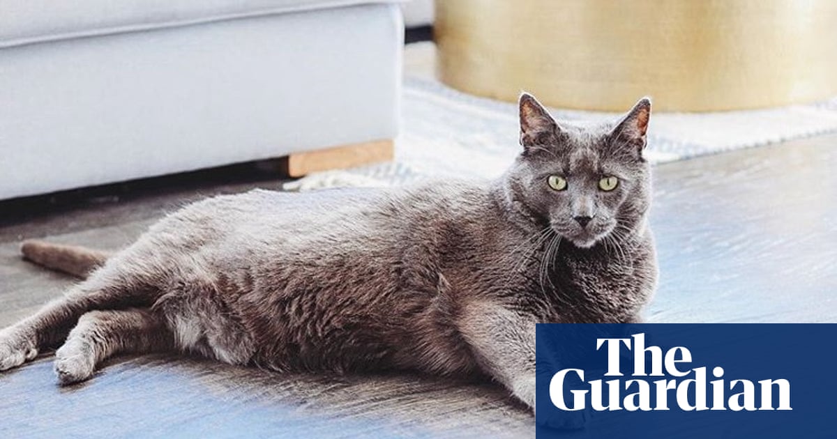 Chonky, fluffy, thicc: inside the internet's obsession with fat cats on diets