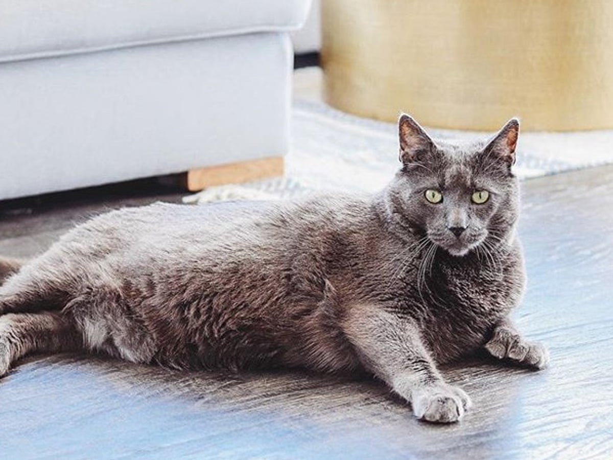 Chonky Fluffy Thicc Inside The Internet S Obsession With Fat