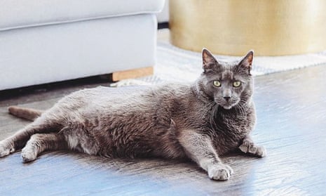 Bruno Bartlett, a gray polydactyl cat who likes to stand on his hind legs, has been on a weight loss journey.