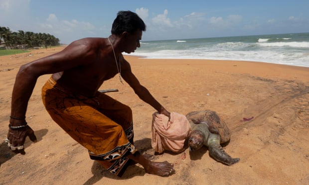 A man pulls a dead sea turtle that was washed ashore on a beach weeks after the MV X-Press Pearl container ship caught fire and sank off the coast of Colombo, in Mount Lavinia, Sri Lanka 24 June 2021.