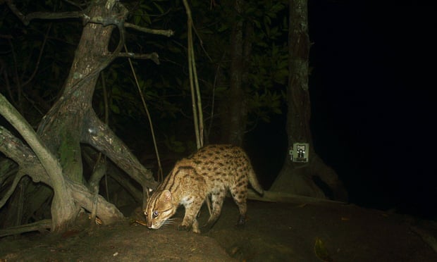 Image source - https://www.theguardian.com/environment/2024/apr/14/cambodia-mangroves-wildlife-diversity