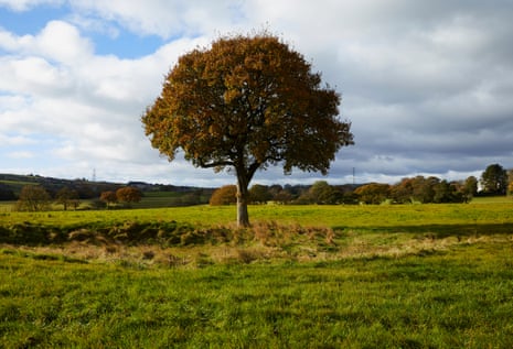 Oak tree in Greenmount November 2 2016