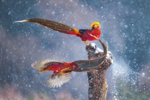 Two male golden pheasants in the process of swapping places on a tree trunk, their movements akin to a silent dance in the snow.
