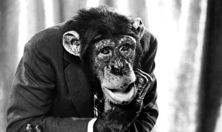A chimp dressed in human clothes