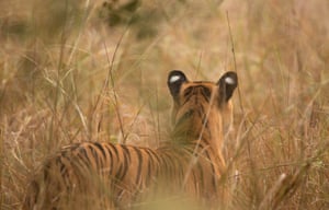 A tigress stalks a deer in Tadoba Andhari tiger reserve in Maharashtra, India