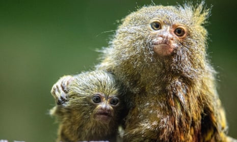 The pygmy marmoset, the world’s smallest monkey, is one of the endangered species found on Facebook pages and public groups.