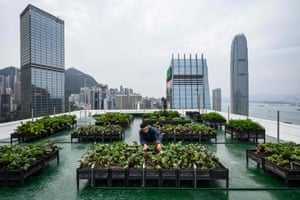 Rooftop Republic cofounder Andrew Tsui looks at beetroots on a rooftop farm at the top of the 150-metre tall Bank of America tower