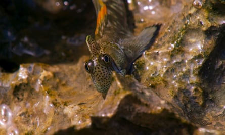 The fish that hates water … a Pacific leaping blenny Guam.