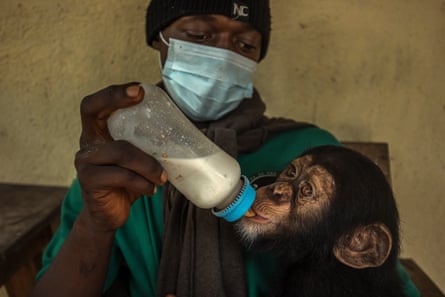 Baby chimpanzee being fed by a caregiver 