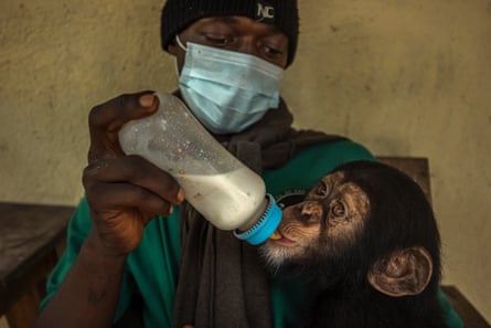 Pepe a baby chimpanzee being fed by its carer