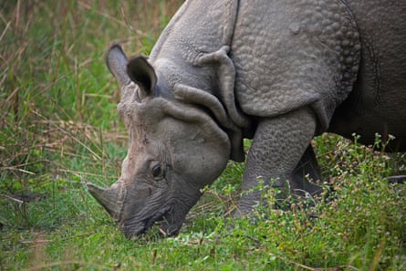 A one-horned rhinoceros grazing at Chitwan