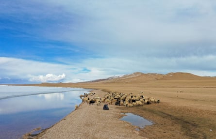 A flock of sheep roam along the Siling Lake in Naqu City in south-west China’s Tibet Autonomous Region.