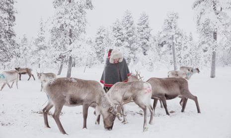 A Sámi reindeer herder surrounded by reindeer in a snowy landscape.