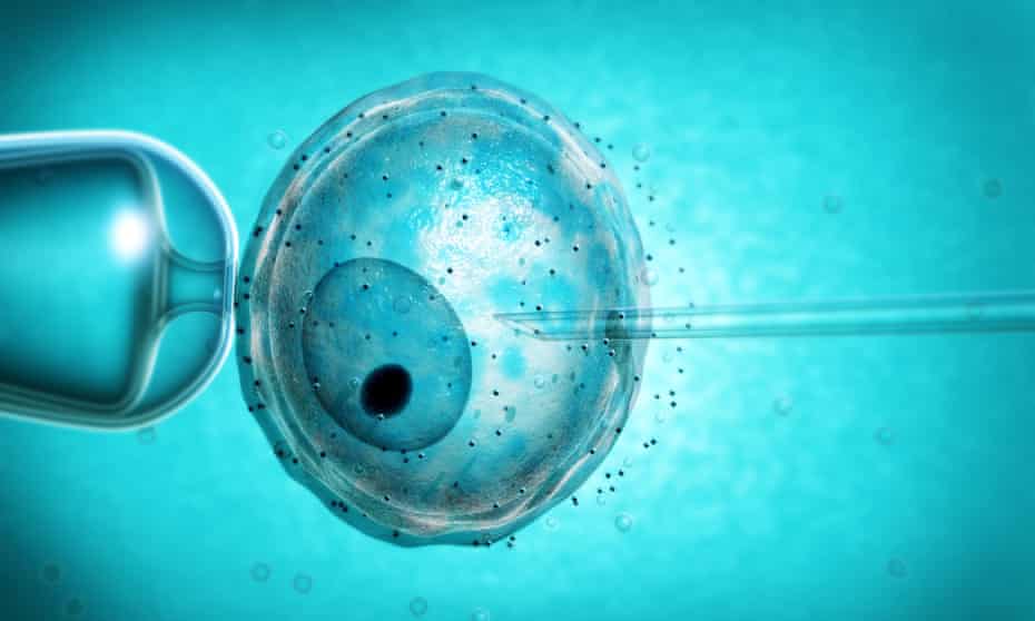 The embryos would be used for basic research only. and cannot legally be studied for more than two weeks or implanted into women to achieve a pregnancy.