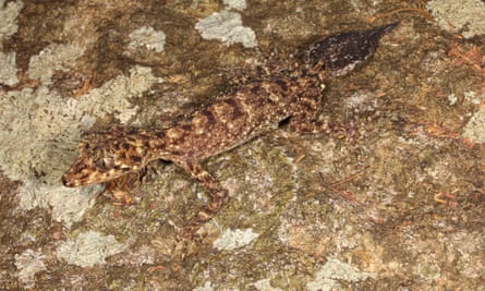 ‘Distinct patterns’ and a ‘beaky face’: a Phyllurus fimbriatus.