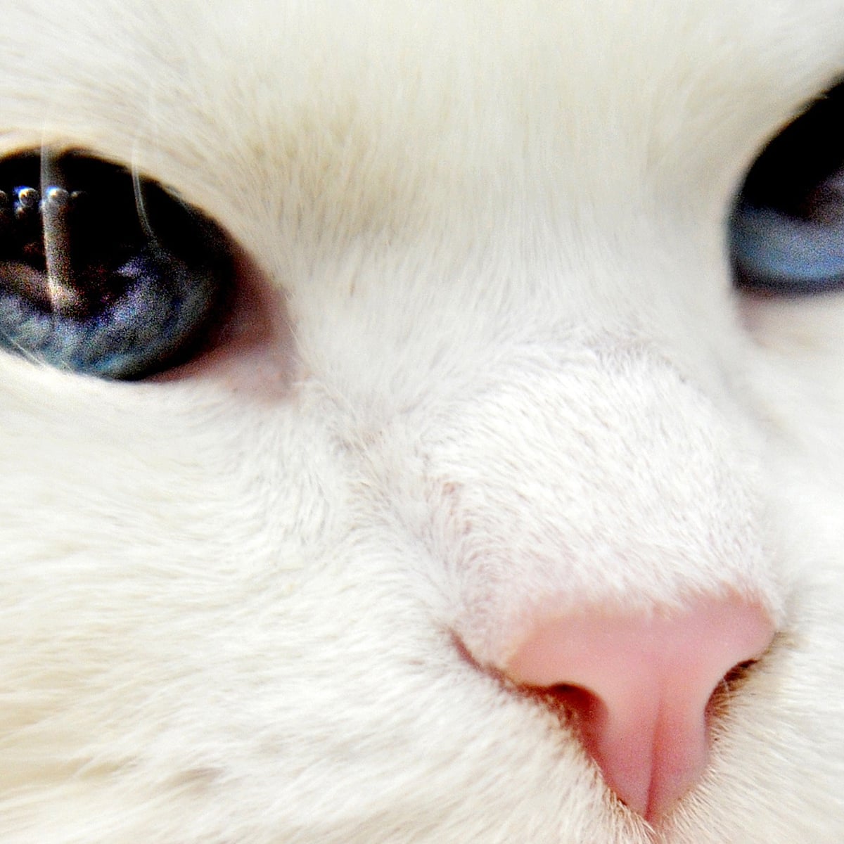 The Travelling Cat Chronicles By Hiro Arikawa Review Superior Pet Lit Books The Guardian