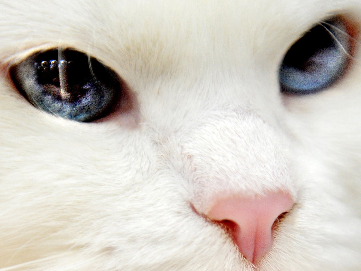 The Travelling Cat Chronicles By Hiro Arikawa Review Superior