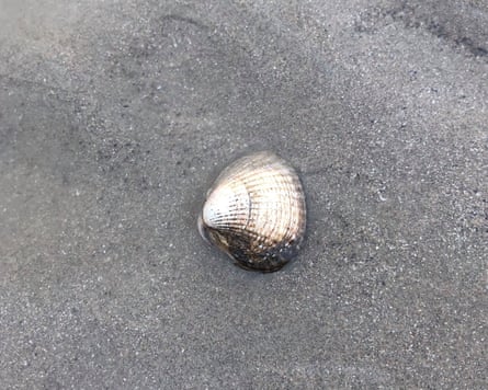Foraging for cockles in Romney Marsh, Kent