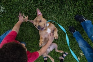 Mase a pit bull plays in the grass with Delonte Hillery, after she was adopted a week ago from the San Diego Humane Society. Animals shelters across the United States are emptying out thanks to the coronavirus pandemic, as people confined to their homes are adopting or fostering animals in droves