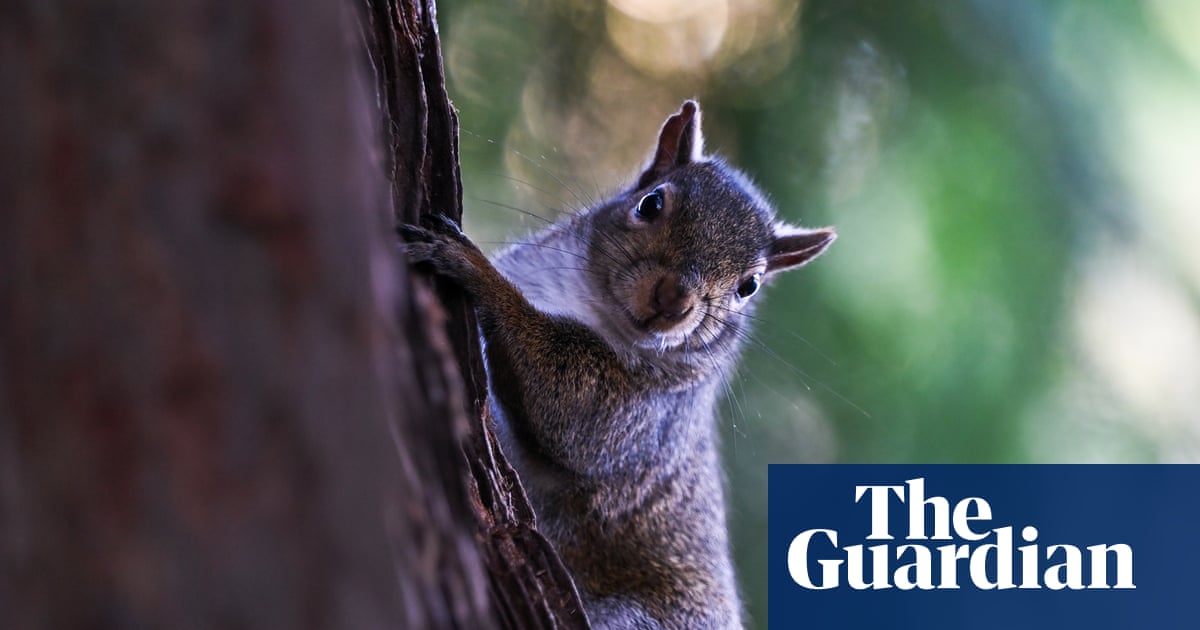 Aggressive squirrel seeking food sends at least two people to ER in California