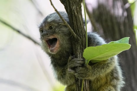 A marmoset monkey climbs a tree after being released from captivity